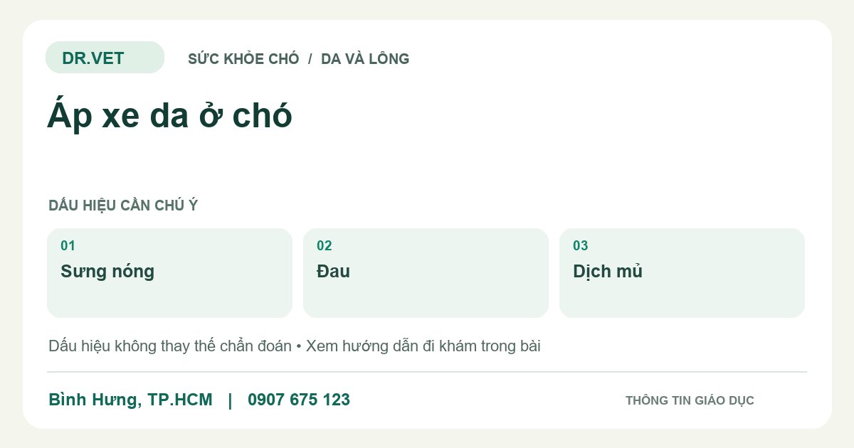 Đồ họa giáo dục: Áp xe da ở chó – sưng nóng, đau, dịch mủ. Không phải ảnh ca bệnh.