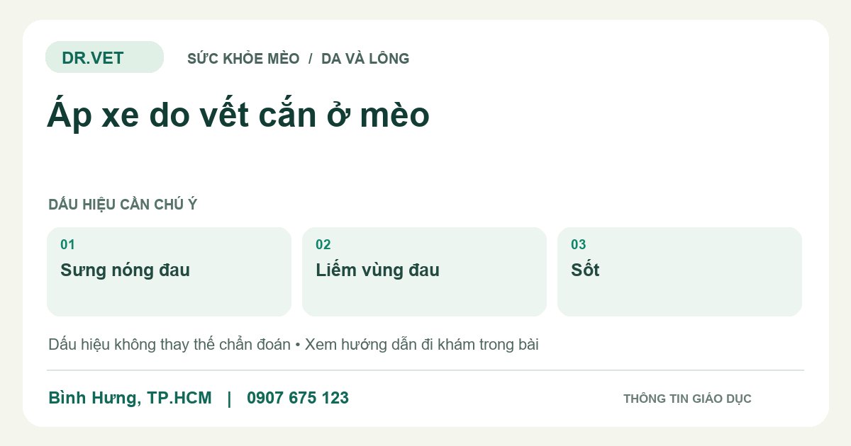 Đồ họa giáo dục: Áp xe do vết cắn ở mèo – sưng nóng đau, liếm vùng đau, sốt. Không phải ảnh ca bệnh.