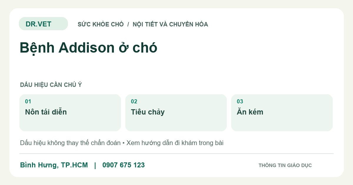 Đồ họa giáo dục: Bệnh Addison ở chó – nôn tái diễn, tiêu chảy, ăn kém. Không phải ảnh ca bệnh.