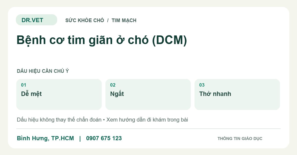 Đồ họa giáo dục: Bệnh cơ tim giãn ở chó (DCM) – dễ mệt, ngất, thở nhanh. Không phải ảnh ca bệnh.