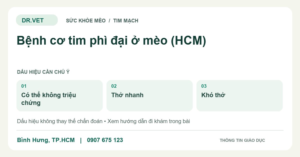 Đồ họa giáo dục: Bệnh cơ tim phì đại ở mèo (HCM) – có thể không triệu chứng, thở nhanh, khó thở. Không phải ảnh ca bệnh.