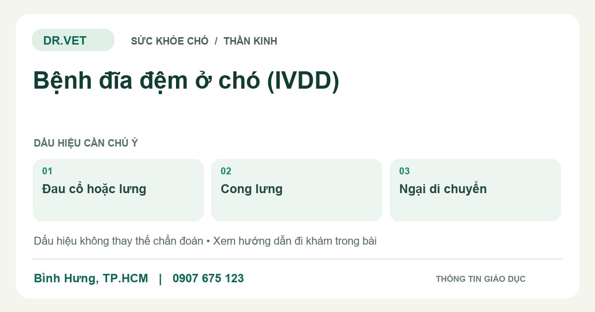 Đồ họa giáo dục: Bệnh đĩa đệm ở chó (IVDD) – đau cổ hoặc lưng, cong lưng, ngại di chuyển. Không phải ảnh ca bệnh.