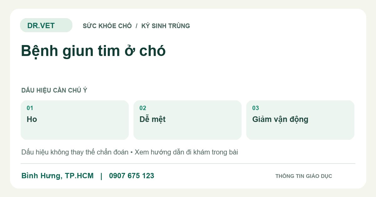 Đồ họa giáo dục: Bệnh giun tim ở chó – ho, dễ mệt, giảm vận động. Không phải ảnh ca bệnh.