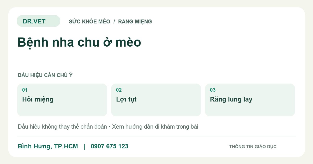 Đồ họa giáo dục: Bệnh nha chu ở mèo – hôi miệng, lợi tụt, răng lung lay. Không phải ảnh ca bệnh.
