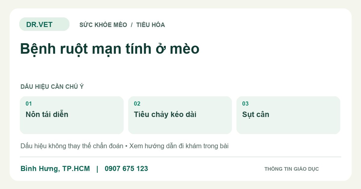 Đồ họa giáo dục: Bệnh ruột mạn tính ở mèo – nôn tái diễn, tiêu chảy kéo dài, sụt cân. Không phải ảnh ca bệnh.