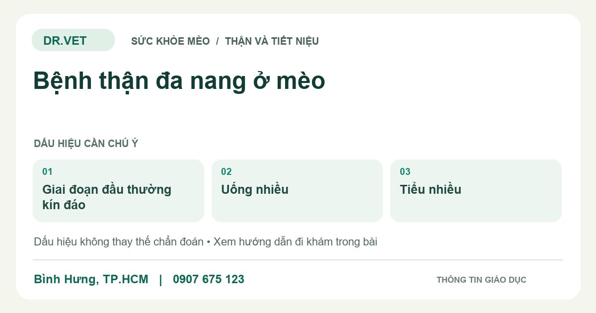 Đồ họa giáo dục: Bệnh thận đa nang ở mèo – giai đoạn đầu thường kín đáo, uống nhiều, tiểu nhiều. Không phải ảnh ca bệnh.
