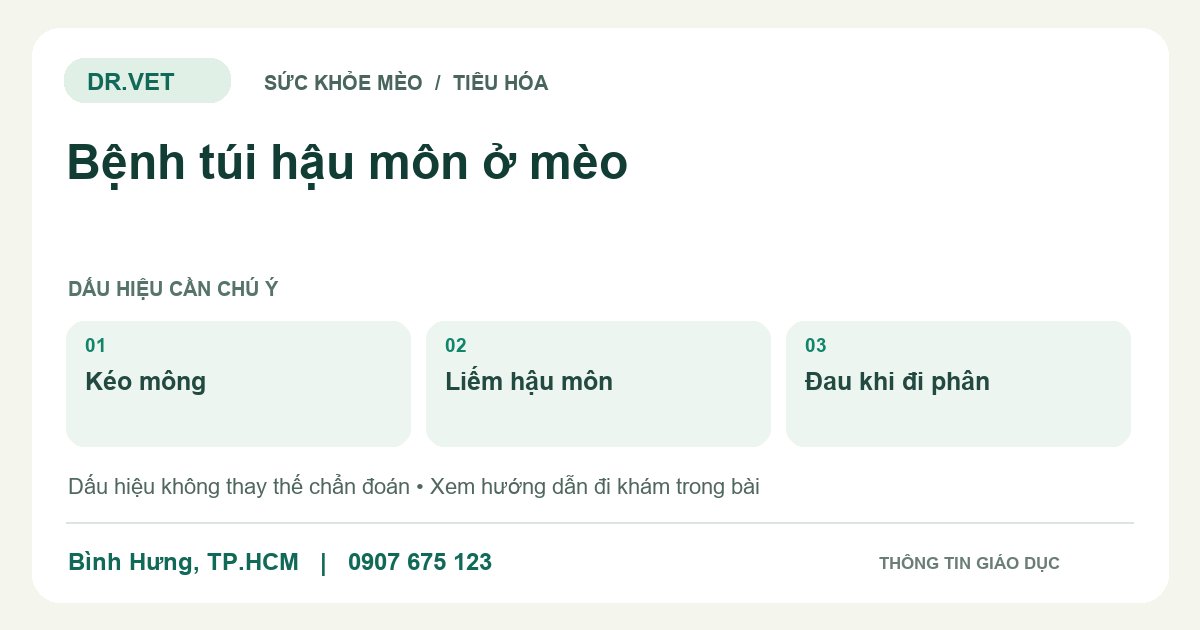 Đồ họa giáo dục: Bệnh túi hậu môn ở mèo – kéo mông, liếm hậu môn, đau khi đi phân. Không phải ảnh ca bệnh.