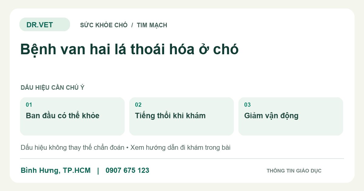 Đồ họa giáo dục: Bệnh van hai lá thoái hóa ở chó – ban đầu có thể khỏe, tiếng thổi khi khám, giảm vận động. Không phải ảnh ca bệnh.