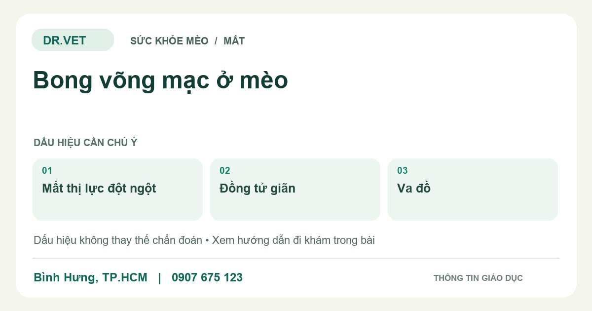 Đồ họa giáo dục: Bong võng mạc ở mèo – mất thị lực đột ngột, đồng tử giãn, va đồ. Không phải ảnh ca bệnh.
