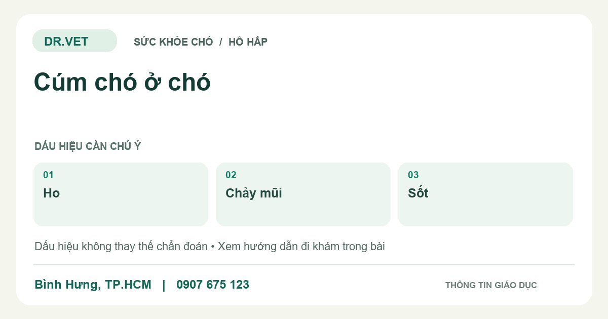 Đồ họa giáo dục: Cúm chó ở chó – ho, chảy mũi, sốt. Không phải ảnh ca bệnh.