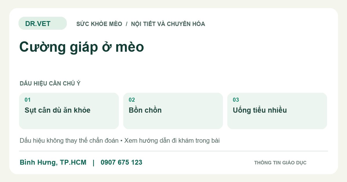 Đồ họa giáo dục: Cường giáp ở mèo – sụt cân dù ăn khỏe, bồn chồn, uống tiểu nhiều. Không phải ảnh ca bệnh.