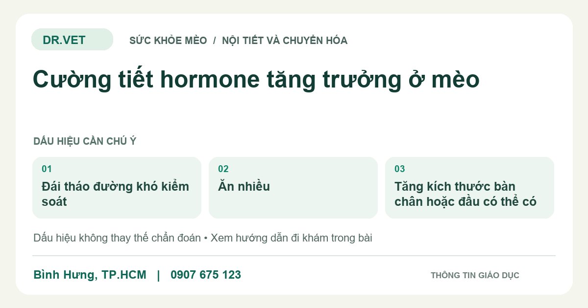 Đồ họa giáo dục: Cường tiết hormone tăng trưởng ở mèo – đái tháo đường khó kiểm soát, ăn nhiều, tăng kích thước bàn chân hoặc đầu có thể có. Không phải ảnh ca bệnh.