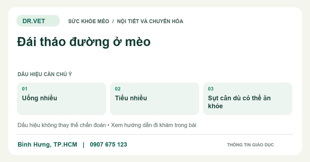 Đồ họa giáo dục: Đái tháo đường ở mèo – uống nhiều, tiểu nhiều, sụt cân dù có thể ăn khỏe. Không phải ảnh ca bệnh.