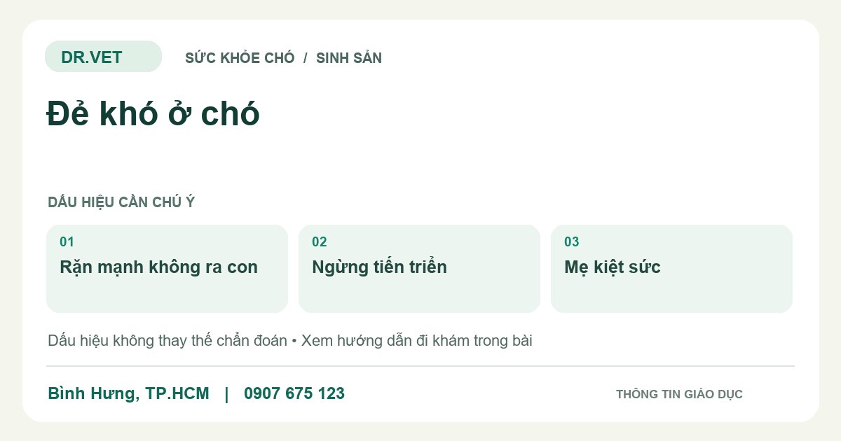 Đồ họa giáo dục: Đẻ khó ở chó – rặn mạnh không ra con, ngừng tiến triển, mẹ kiệt sức. Không phải ảnh ca bệnh.