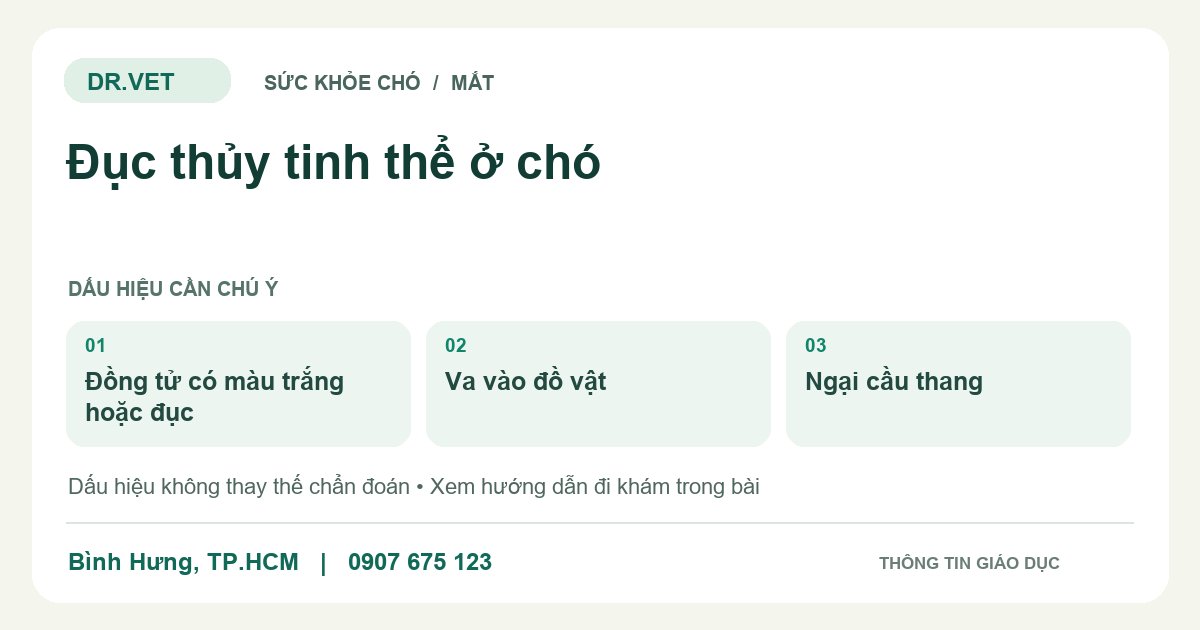 Đồ họa giáo dục: Đục thủy tinh thể ở chó – đồng tử có màu trắng hoặc đục, va vào đồ vật, ngại cầu thang. Không phải ảnh ca bệnh.