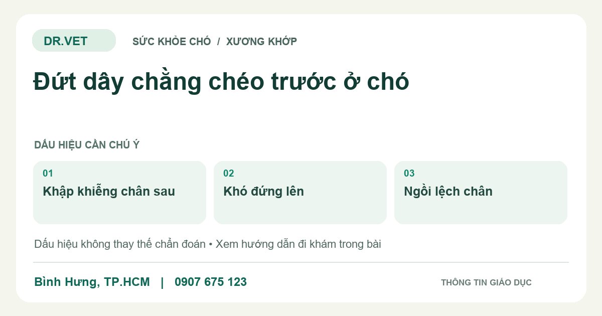 Đồ họa giáo dục: Đứt dây chằng chéo trước ở chó – khập khiễng chân sau, khó đứng lên, ngồi lệch chân. Không phải ảnh ca bệnh.