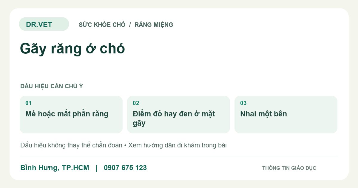 Đồ họa giáo dục: Gãy răng ở chó – mẻ hoặc mất phần răng, điểm đỏ hay đen ở mặt gãy, nhai một bên. Không phải ảnh ca bệnh.