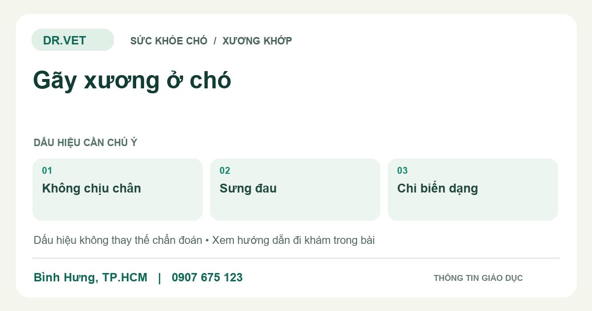Đồ họa giáo dục: Gãy xương ở chó – không chịu chân, sưng đau, chi biến dạng. Không phải ảnh ca bệnh.