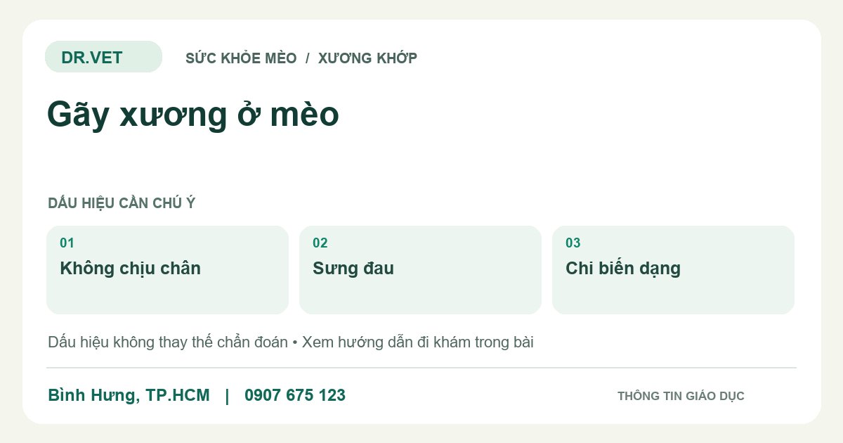 Đồ họa giáo dục: Gãy xương ở mèo – không chịu chân, sưng đau, chi biến dạng. Không phải ảnh ca bệnh.