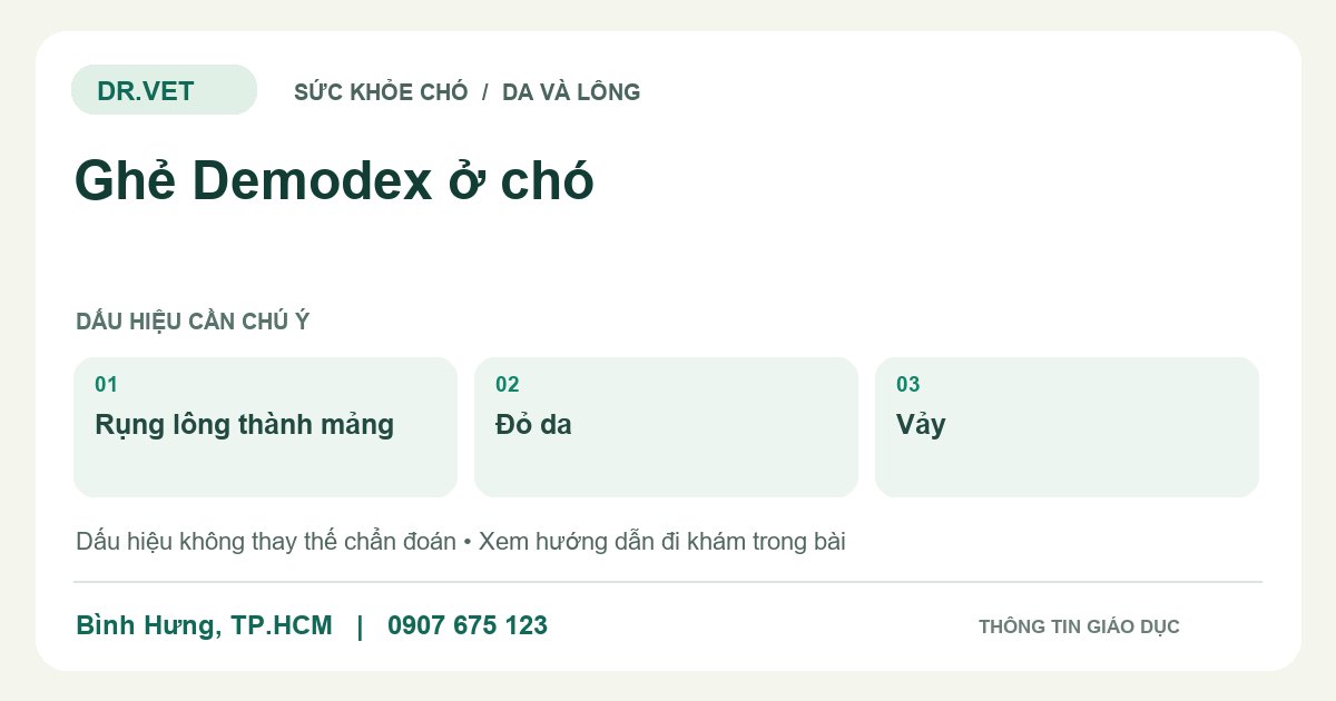 Đồ họa giáo dục: Ghẻ Demodex ở chó – rụng lông thành mảng, đỏ da, vảy. Không phải ảnh ca bệnh.