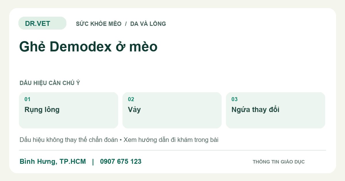 Đồ họa giáo dục: Ghẻ Demodex ở mèo – rụng lông, vảy, ngứa thay đổi. Không phải ảnh ca bệnh.