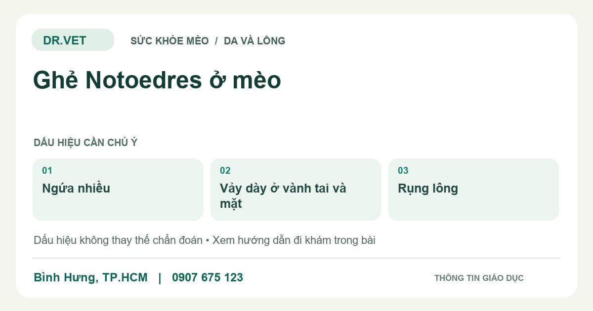 Đồ họa giáo dục: Ghẻ Notoedres ở mèo – ngứa nhiều, vảy dày ở vành tai và mặt, rụng lông. Không phải ảnh ca bệnh.