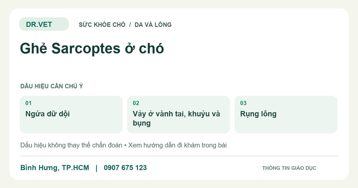 Đồ họa giáo dục: Ghẻ Sarcoptes ở chó – ngứa dữ dội, vảy ở vành tai, khuỷu và bụng, rụng lông. Không phải ảnh ca bệnh.