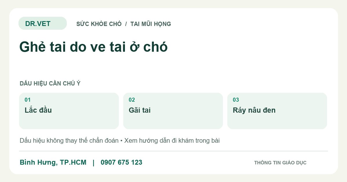 Đồ họa giáo dục: Ghẻ tai do ve tai ở chó – lắc đầu, gãi tai, ráy nâu đen. Không phải ảnh ca bệnh.