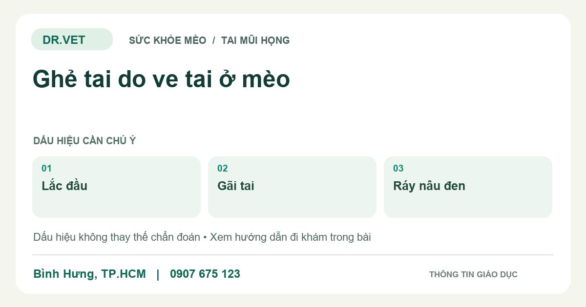 Đồ họa giáo dục: Ghẻ tai do ve tai ở mèo – lắc đầu, gãi tai, ráy nâu đen. Không phải ảnh ca bệnh.