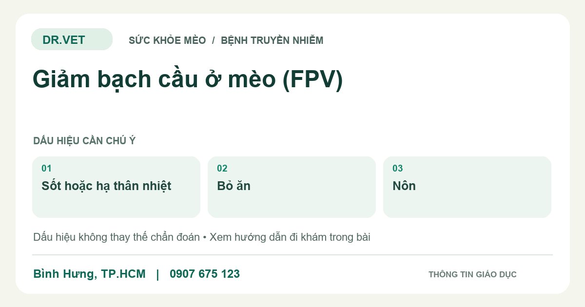 Đồ họa giáo dục: Giảm bạch cầu ở mèo (FPV) – sốt hoặc hạ thân nhiệt, bỏ ăn, nôn. Không phải ảnh ca bệnh.