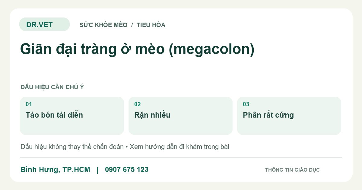 Đồ họa giáo dục: Giãn đại tràng ở mèo (megacolon) – táo bón tái diễn, rặn nhiều, phân rất cứng. Không phải ảnh ca bệnh.