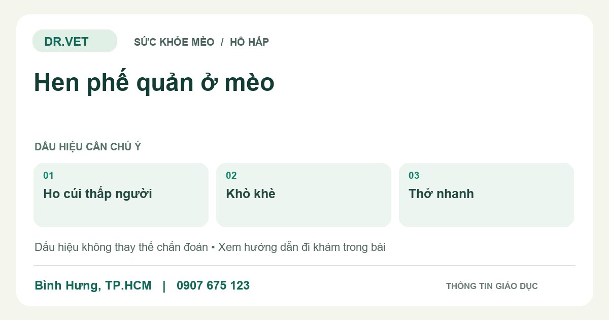 Đồ họa giáo dục: Hen phế quản ở mèo – ho cúi thấp người, khò khè, thở nhanh. Không phải ảnh ca bệnh.