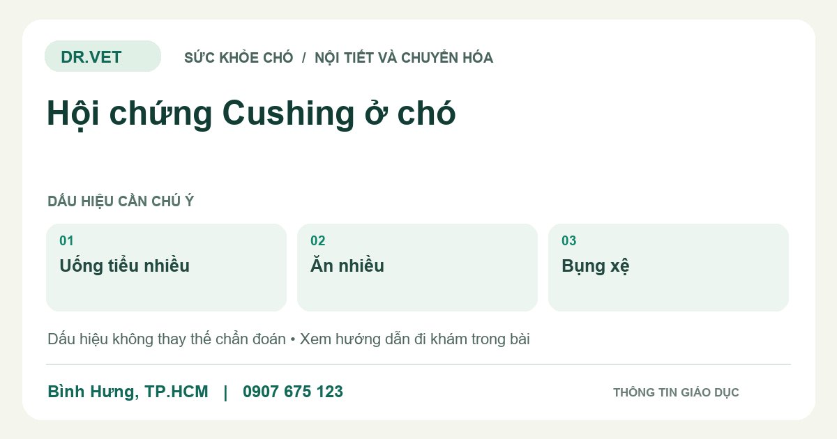 Đồ họa giáo dục: Hội chứng Cushing ở chó – uống tiểu nhiều, ăn nhiều, bụng xệ. Không phải ảnh ca bệnh.