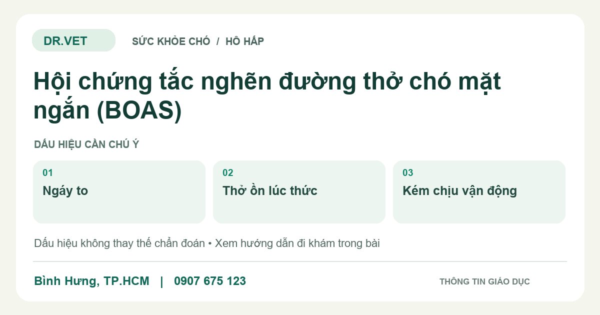 Đồ họa giáo dục: Hội chứng tắc nghẽn đường thở chó mặt ngắn (BOAS) – ngáy to, thở ồn lúc thức, kém chịu vận động. Không phải ảnh ca bệnh.