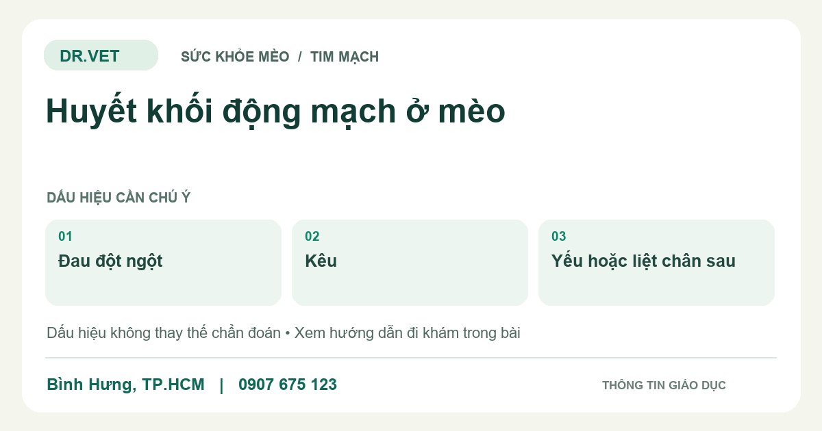 Đồ họa giáo dục: Huyết khối động mạch ở mèo – đau đột ngột, kêu, yếu hoặc liệt chân sau. Không phải ảnh ca bệnh.