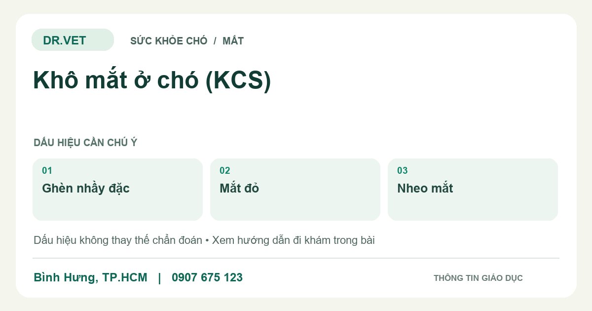 Đồ họa giáo dục: Khô mắt ở chó (KCS) – ghèn nhầy đặc, mắt đỏ, nheo mắt. Không phải ảnh ca bệnh.