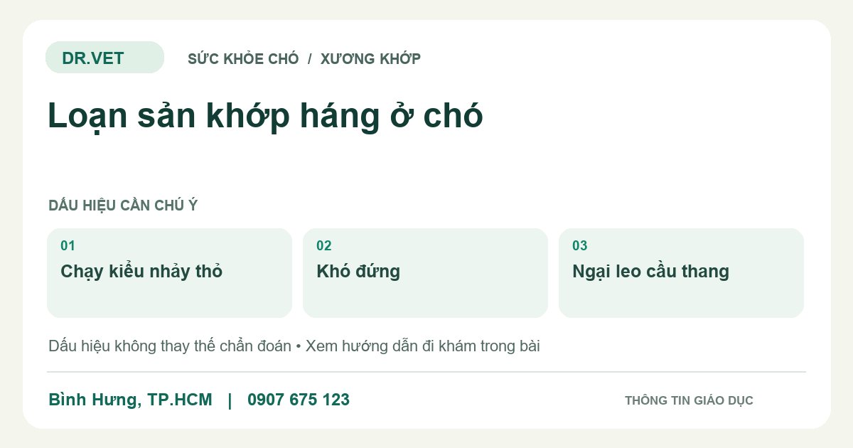 Đồ họa giáo dục: Loạn sản khớp háng ở chó – chạy kiểu nhảy thỏ, khó đứng, ngại leo cầu thang. Không phải ảnh ca bệnh.