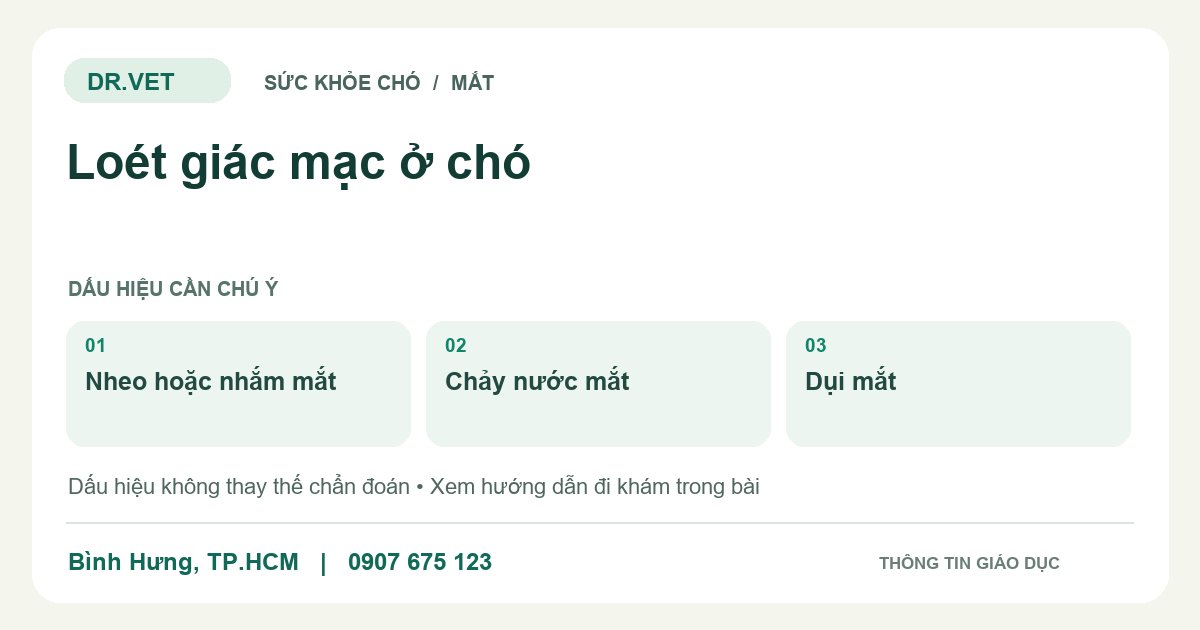 Đồ họa giáo dục: Loét giác mạc ở chó – nheo hoặc nhắm mắt, chảy nước mắt, dụi mắt. Không phải ảnh ca bệnh.