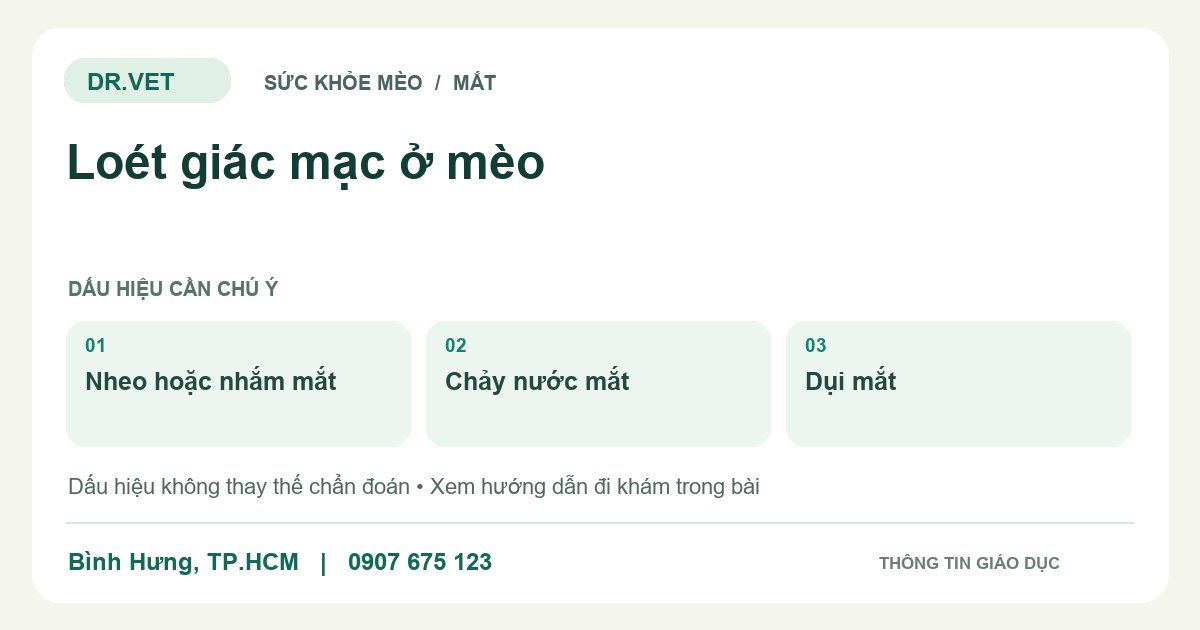 Đồ họa giáo dục: Loét giác mạc ở mèo – nheo hoặc nhắm mắt, chảy nước mắt, dụi mắt. Không phải ảnh ca bệnh.