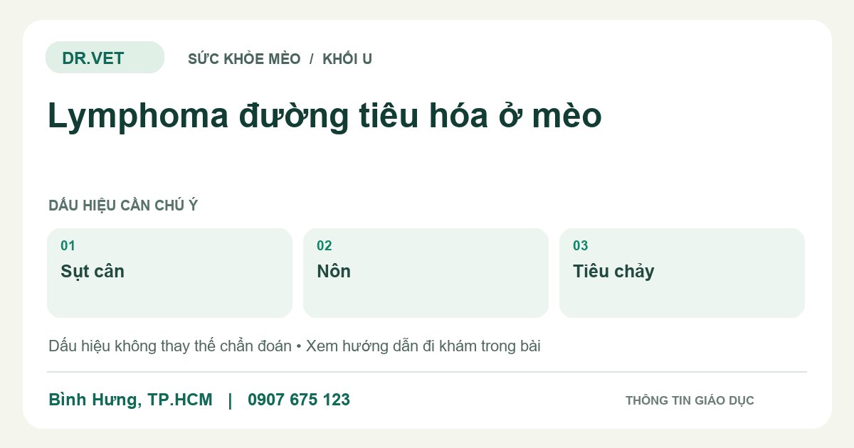 Đồ họa giáo dục: Lymphoma đường tiêu hóa ở mèo – sụt cân, nôn, tiêu chảy. Không phải ảnh ca bệnh.