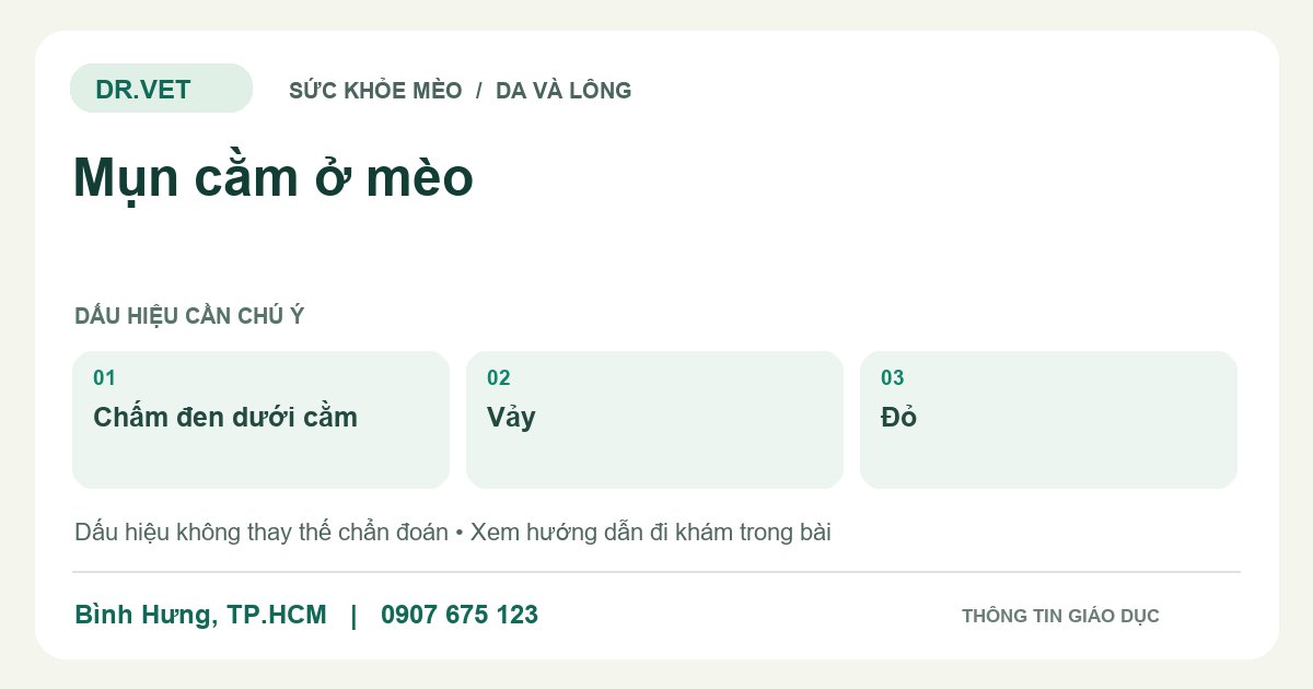 Đồ họa giáo dục: Mụn cằm ở mèo – chấm đen dưới cằm, vảy, đỏ. Không phải ảnh ca bệnh.