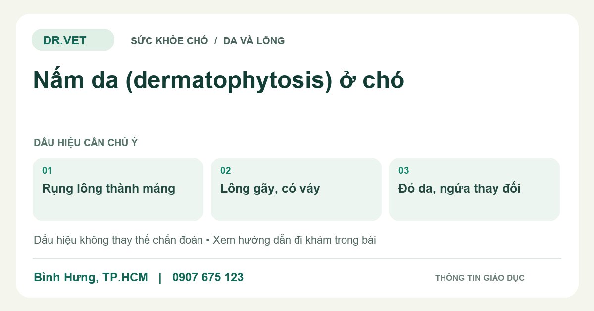 Đồ họa giáo dục: Nấm da (dermatophytosis) ở chó – rụng lông thành mảng, lông gãy, có vảy, đỏ da, ngứa thay đổi. Không phải ảnh ca bệnh.
