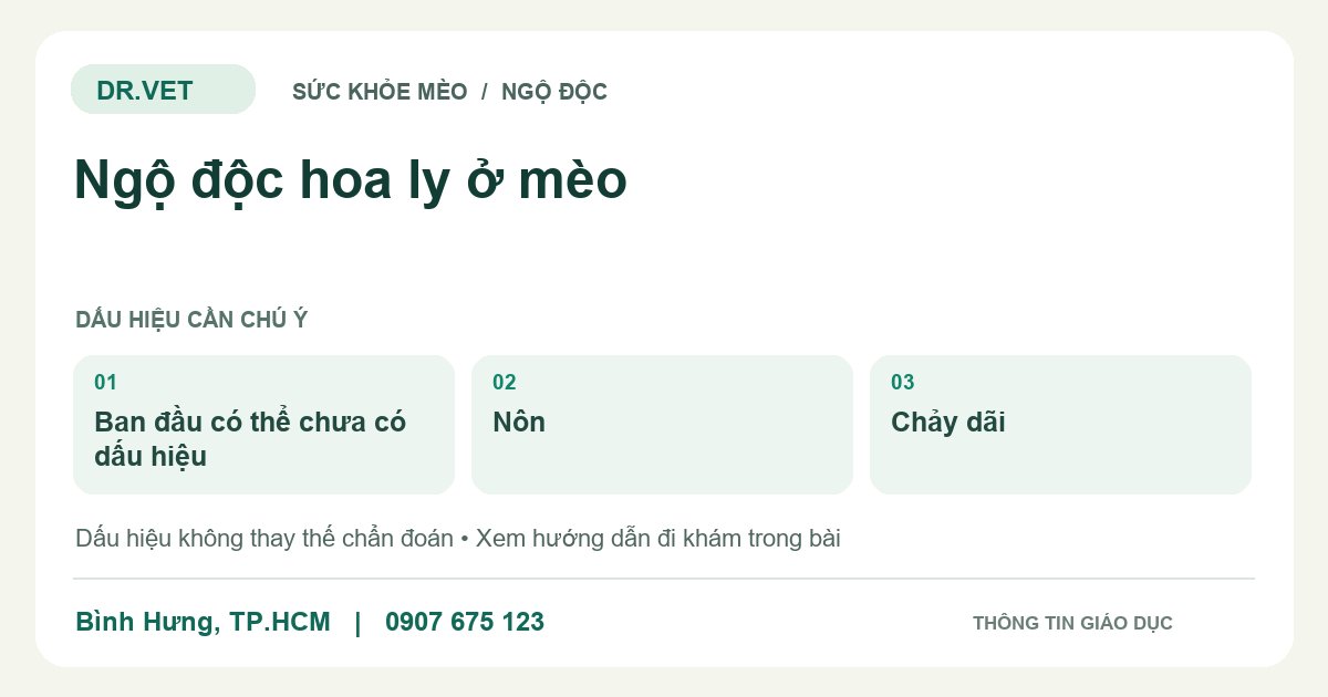 Đồ họa giáo dục: Ngộ độc hoa ly ở mèo – ban đầu có thể chưa có dấu hiệu, nôn, chảy dãi. Không phải ảnh ca bệnh.