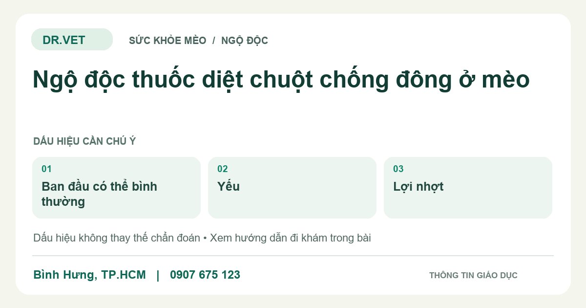 Đồ họa giáo dục: Ngộ độc thuốc diệt chuột chống đông ở mèo – ban đầu có thể bình thường, yếu, lợi nhợt. Không phải ảnh ca bệnh.