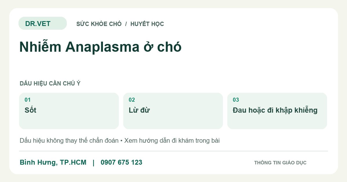 Đồ họa giáo dục: Nhiễm Anaplasma ở chó – sốt, lừ đừ, đau hoặc đi khập khiễng. Không phải ảnh ca bệnh.