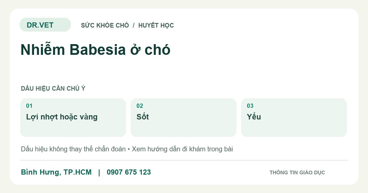 Đồ họa giáo dục: Nhiễm Babesia ở chó – lợi nhợt hoặc vàng, sốt, yếu. Không phải ảnh ca bệnh.