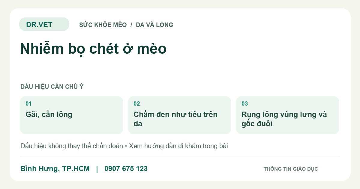 Đồ họa giáo dục: Nhiễm bọ chét ở mèo – gãi, cắn lông, chấm đen như tiêu trên da, rụng lông vùng lưng và gốc đuôi. Không phải ảnh ca bệnh.