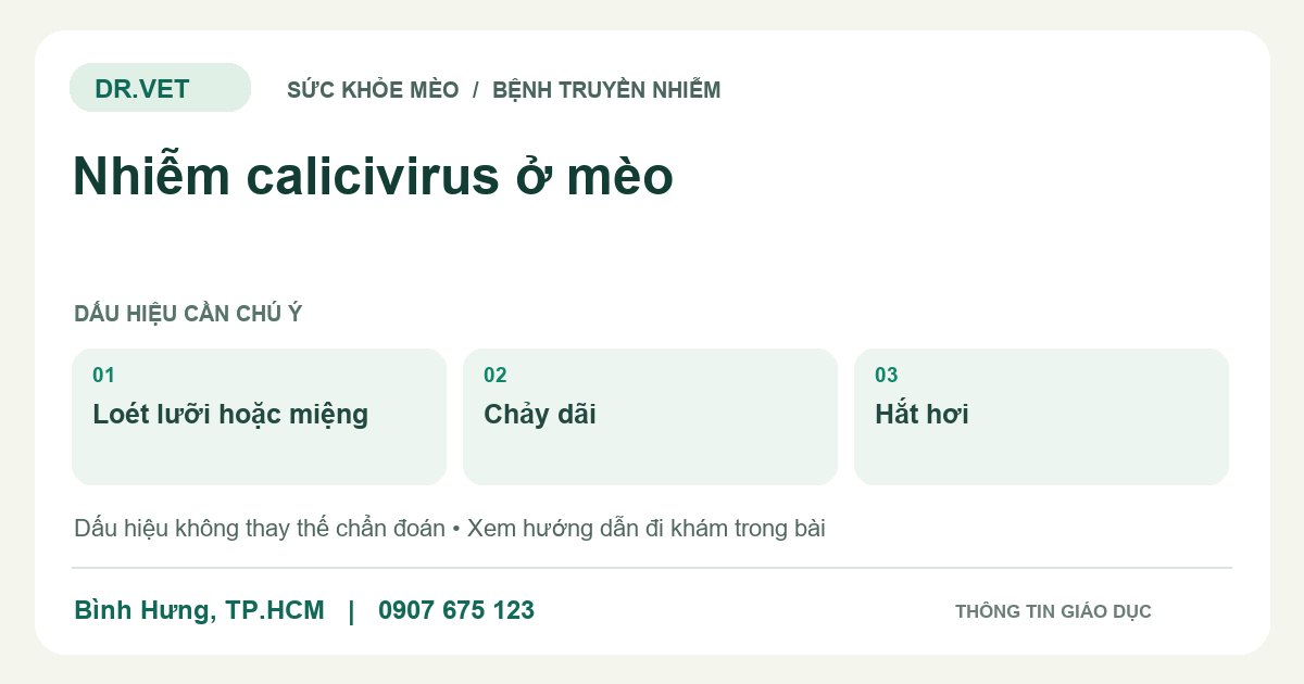 Đồ họa giáo dục: Nhiễm calicivirus ở mèo – loét lưỡi hoặc miệng, chảy dãi, hắt hơi. Không phải ảnh ca bệnh.