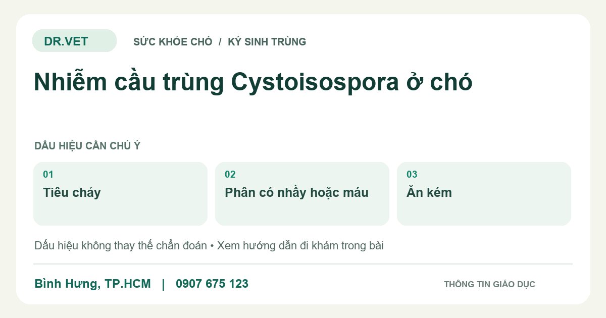 Đồ họa giáo dục: Nhiễm cầu trùng Cystoisospora ở chó – tiêu chảy, phân có nhầy hoặc máu, ăn kém. Không phải ảnh ca bệnh.
