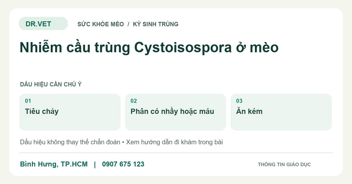 Đồ họa giáo dục: Nhiễm cầu trùng Cystoisospora ở mèo – tiêu chảy, phân có nhầy hoặc máu, ăn kém. Không phải ảnh ca bệnh.